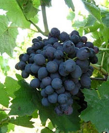 Саджанці винограду Киш-миш Магарача