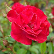 Троянда Rote The Fairy (смаженці), фото 2