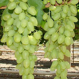 Виноград "Кішміш Довгоочікуваний" (саджанці)