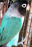 Папуги Нерозлучник-Масковий (синій)