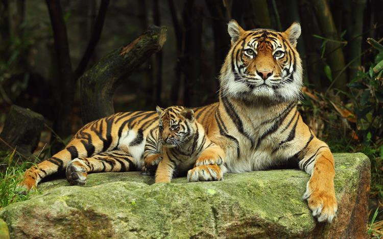 Постер "Тигриця з тигром"