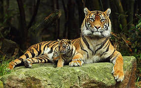 Картина на полотні "Тигриця з тигром" (P114)