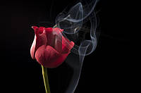 Картина на холсте "Роза в дыму" (P171)