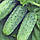 Атлантіс F1 насіння огірка бджолозапильного (Bejo) 20 шт, фото 2
