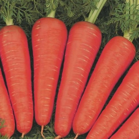 Морква Канада F1, 0.5 г. (Власне фасування з оригінального упакування), (Bejo Zaden)., фото 1