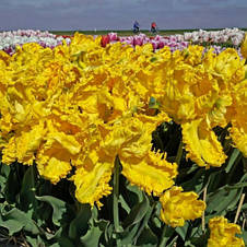 Тюльпан папуговий Jan van Nes Parrot (Ян Ван Нес Перрот) 3 цибулини, фото 3