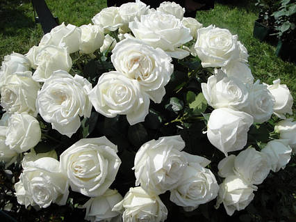 Троянда Жанна Моро (Jeanne Moreau) ч/г, фото 2