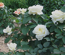 Троянда Жанна Моро (Jeanne Moreau) ч/г, фото 2