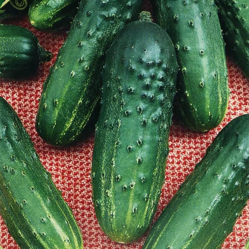 Огірок Наташа F1, 20 шт. (Власне фасування з оригінального упакування), (Seminis)., фото 1