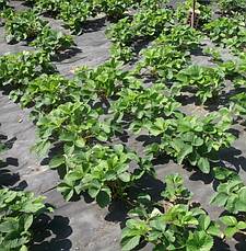 Агроволокно чорне 42 г/м2 1,6х100 м "Shadow" (Чехія) 4%, фото 4