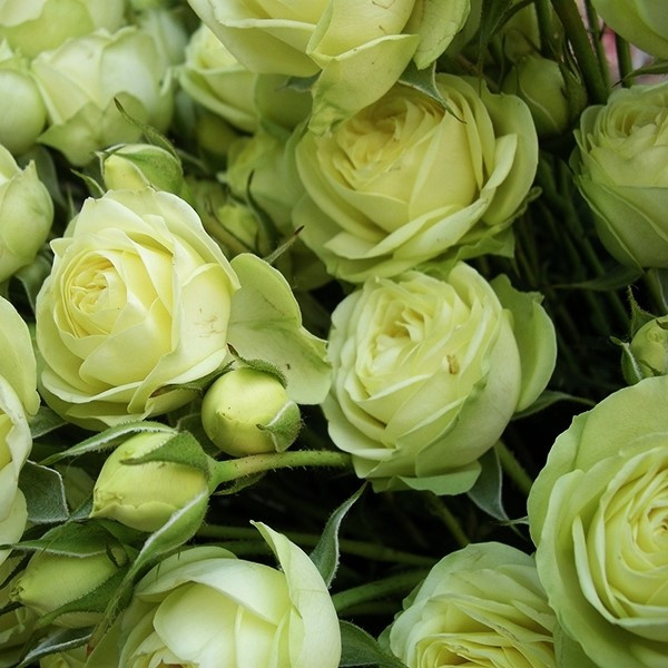 Саджанці спрей троянди Грін Глоу (Green Glow), фото 1