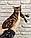 Дівчинка бенгал, д. 07.10.2020. Бенгальські кошенята з вихованця Royal Cats. Україна, Київ, фото 5