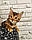 Дівчинка бенгал, д. 07.10.2020. Бенгальські кошенята з вихованця Royal Cats. Україна, Київ, фото 3