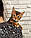 Дівчинка бенгал, д. 07.10.2020. Бенгальські кошенята з вихованця Royal Cats. Україна, Київ, фото 2