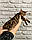 Дівчинка бенгал, д. 07.10.2020. Бенгальські кошенята з вихованця Royal Cats. Україна, Київ, фото 8