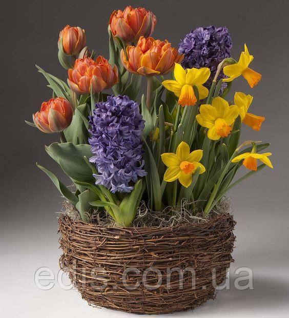 Набір цибулин квітів Токіо 7 цибулин (тюльпани, гіацинти, нарциси)