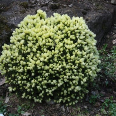 Саджанці Ялини канадської Ялако Голд (Picea glauca Jalako Gold)
