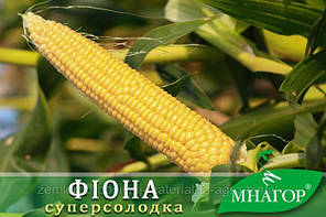 Фіона 20 000 насінин на 36сот, ранньостигла цукрова кукурудза Мнагор, рання їдальня цукрова кукурудза, фото 4