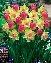 Набір цибулин квітів Верона 6 цибулин (тюльпани, нарциси)