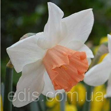 Нарцис Корончатий Rosy Sinrise (Розі Санрайз) 10/12 1 цибулина, фото 1