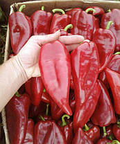 Каспар F1 насіння перцю, 8 насіння — капія, середньораній Wing Seed, фото 5