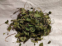 Борова матка, трава — Ортилія однобока — Борівка