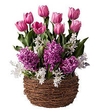 Набір цибулин квітів Рожеве місто 11 цибулин