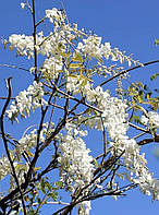 Гліцинія  "Longissima Alba".
Wisteria floribunda Longissima Alba