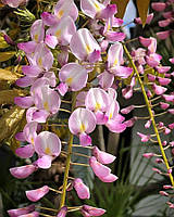 Гліцинія "Розеа". Wisteria floribunda "Rosea".".