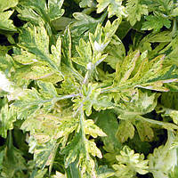 Артемизия лаймлайт, Artemisia vulgaris Oriental Limelight
