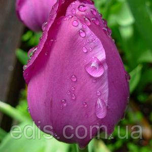 Тюльпан Тріумф Passionale 3 цибулинки, фото 1