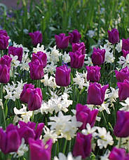 Тюльпан Тріумф Passionale 3 цибулинки, фото 5