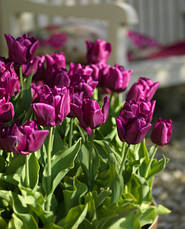 Тюльпан Тріумф Passionale 3 цибулинки, фото 2