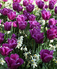 Тюльпан Тріумф Passionale 3 цибулинки, фото 4