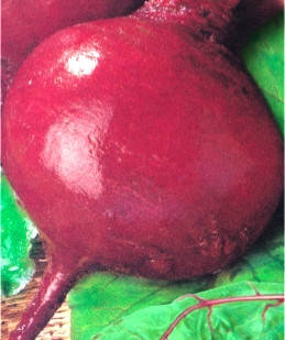 Насіння буряку Бордо 237, фото 1