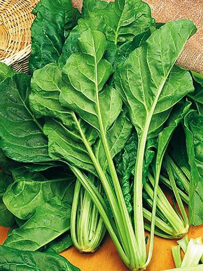 Насіння буряка листового Мангольд зелений