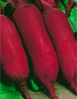 Насіння буряка Опольський (імп.)