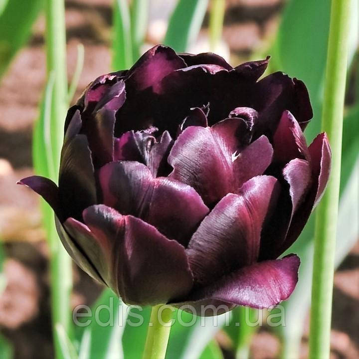 Тюльпан махровий пізній Black Hero (Блек Хіроу) 3 цибулини