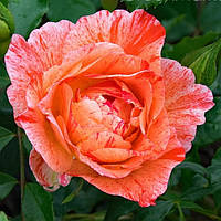 Саженцы розы флорибунда Гримальди (Rose Grimaldi)