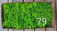 Норвежский мох солевой стабилизации от 0.5 кг цвет зеленый