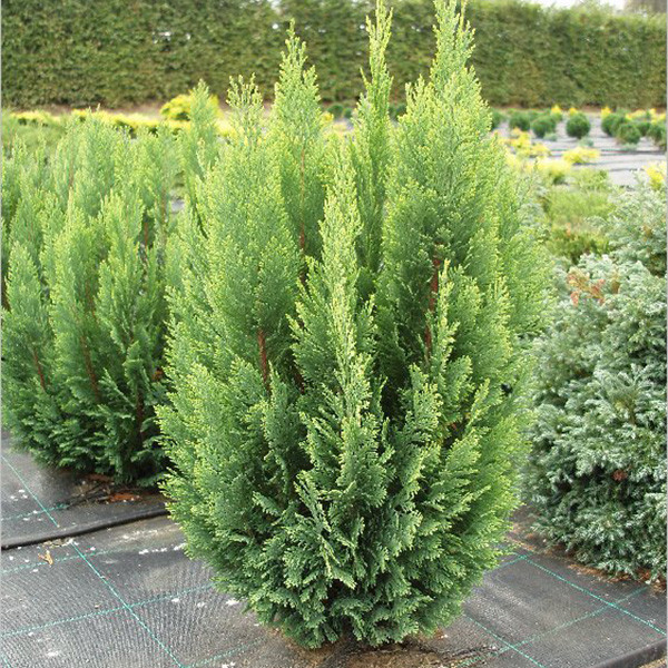Саджанці Кипарисовика Лавсона Элвуди Голд (Chamaecyparis lawsoniana Ellwood's Gold)