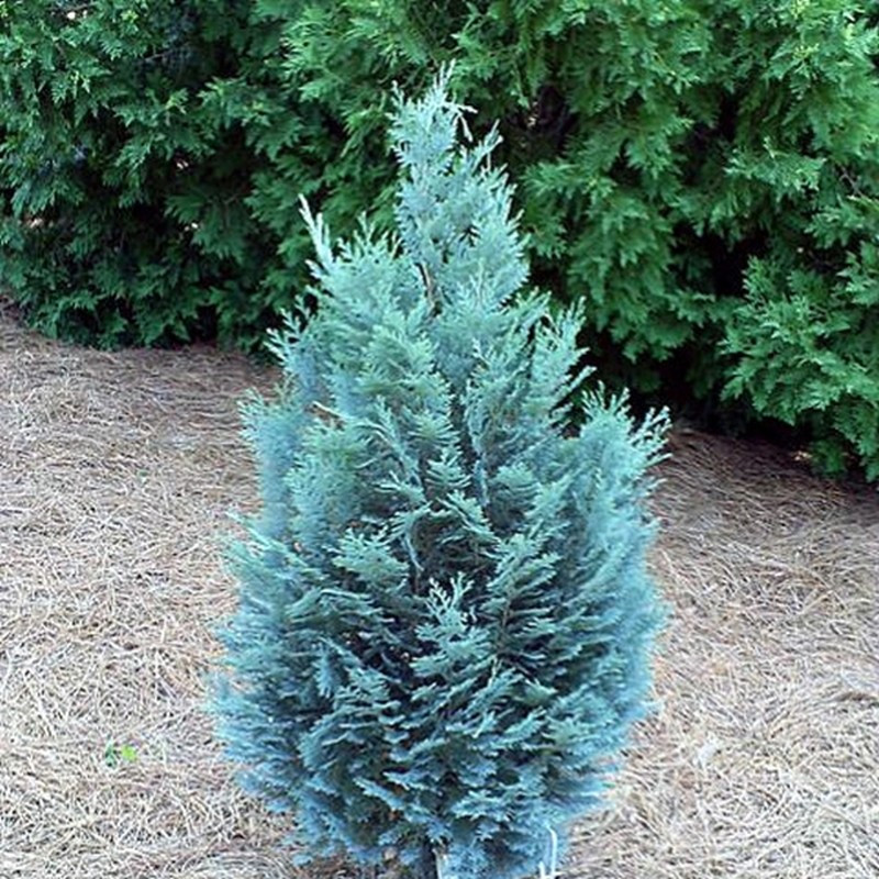 Саджанці Кипарисовика Лавсона Елвуді (Chamaecyparis lawsoniana Ellwood's), фото 1