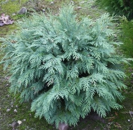 Саджанці Кипарисовика Лавсона Сілвер Глобус (Сһамаесурагіѕ Lawsoniana Silver Globus)