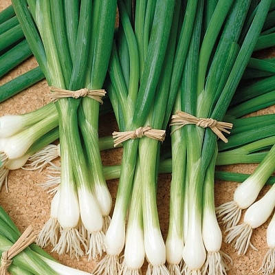 Еверест насіння цибулі на перо, 200 насіння — раннє стигле, Wing Seed, фото 3