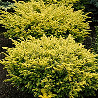 Тис ягідний Summergold 3 річний, Тис ягідний Саммерголд, Taxus baccata Summergold