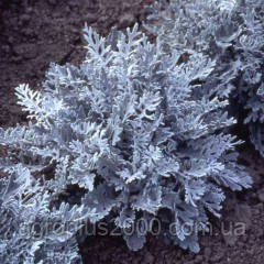 Насіння Цинерарія приморська Сільверадо 5000 насінин Hem Genetics