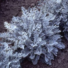 Насіння Цинерарія Срібний пил 0,1 грама Агропак, фото 2