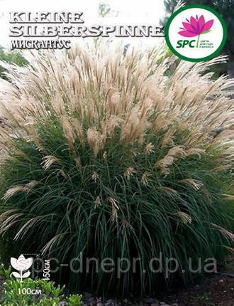 Міскантус Kleine Silberspinne, фото 1