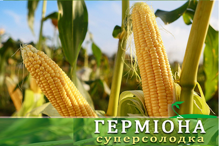 Насіння цукрової кукурудзи Герміона 4 000нас на 7сот Мнагор, солодка цукрова кукурудза, фото 3
