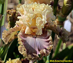 Іриси високі бородаті